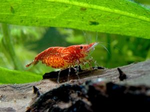 freshwatershrimp.jpg
