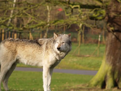 wolfy1.jpg