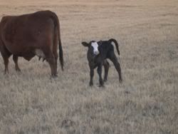 NewBaby1.jpg