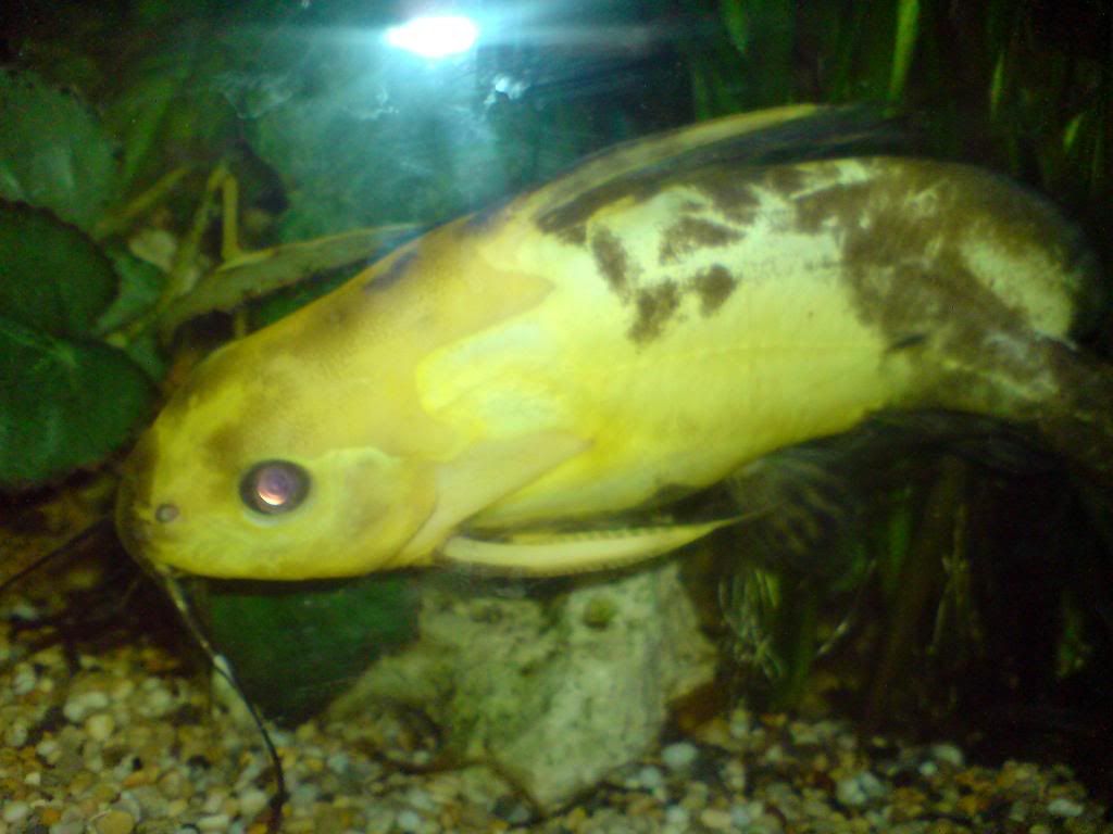 fish.jpg