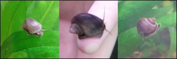 snail-banner.jpg