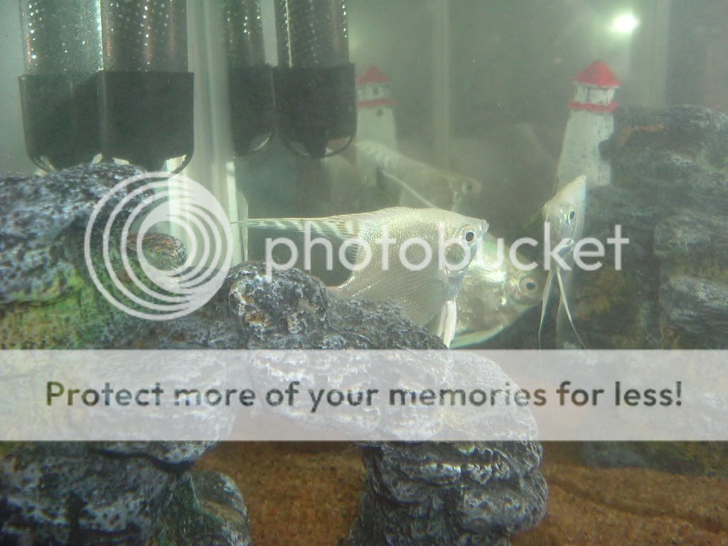 Fish003.jpg