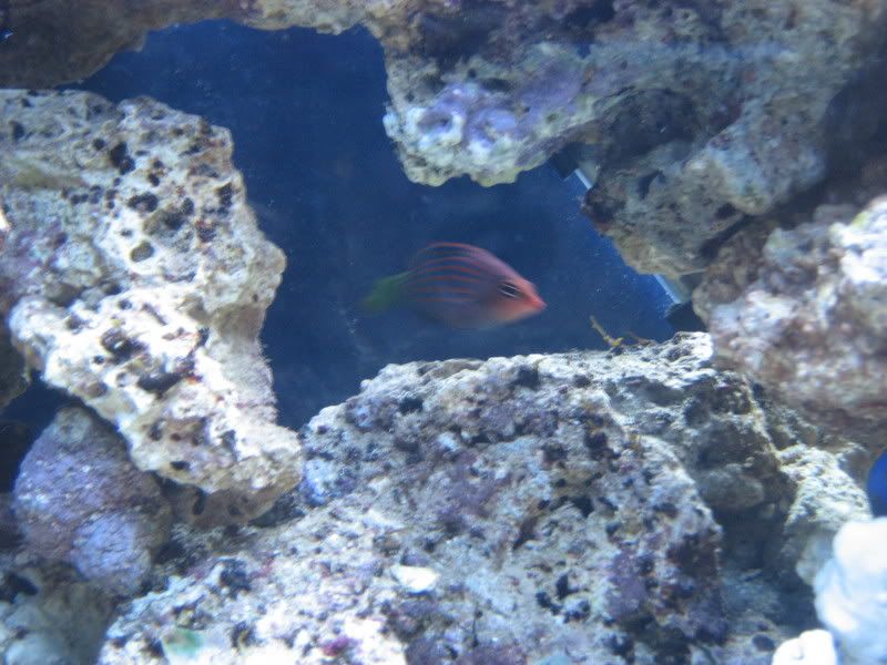 Tankupdate1-16-07005.jpg