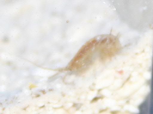 shrimp.jpg