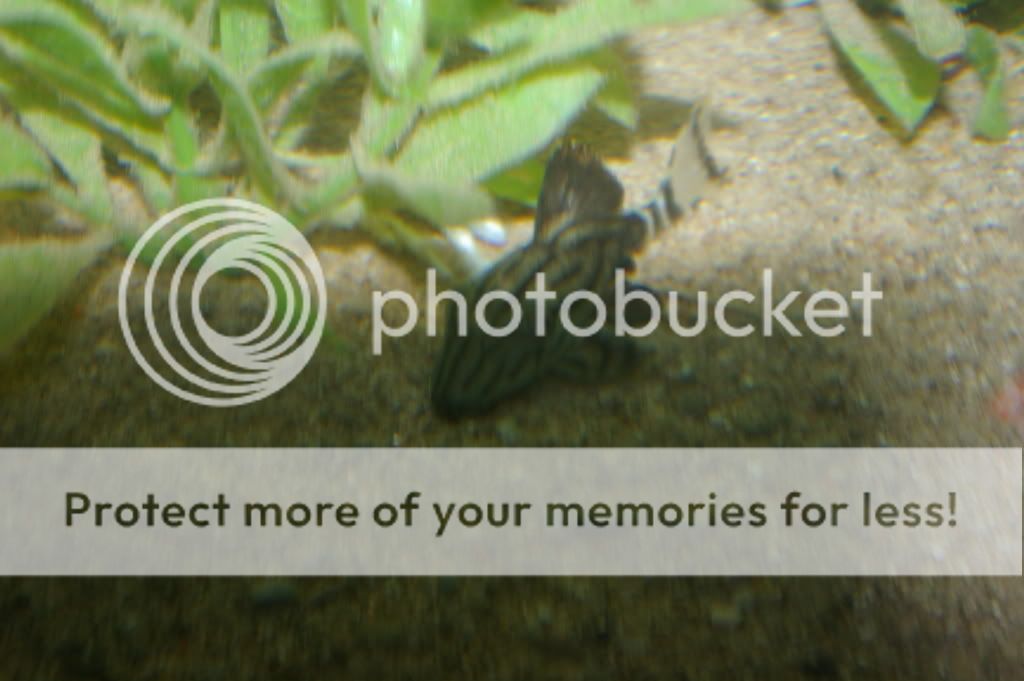 IMGP0078.jpg