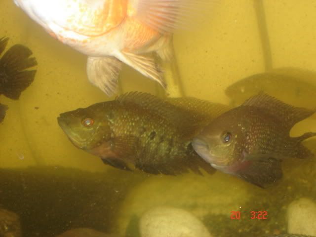 DSC01624.JPG.jpg