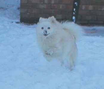 snow2.jpg