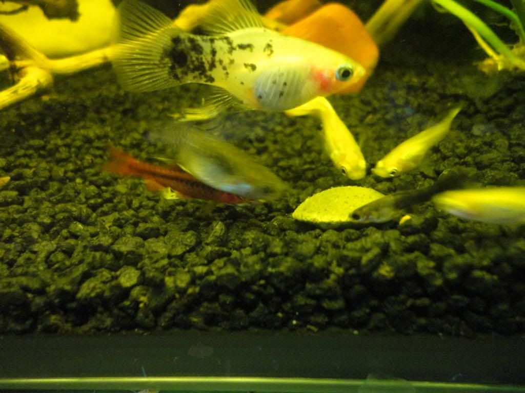 DSC01938_zps71f62703.jpg
