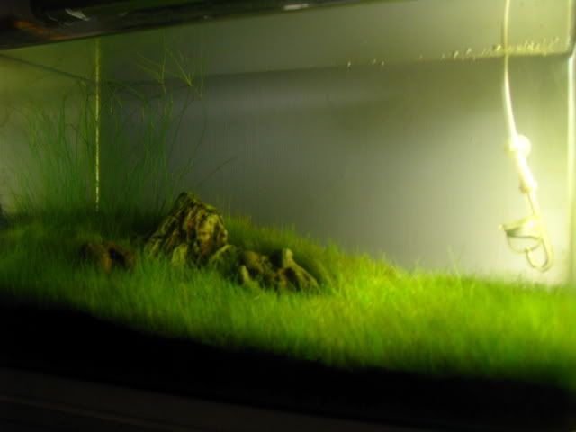 Picture003-11.jpg