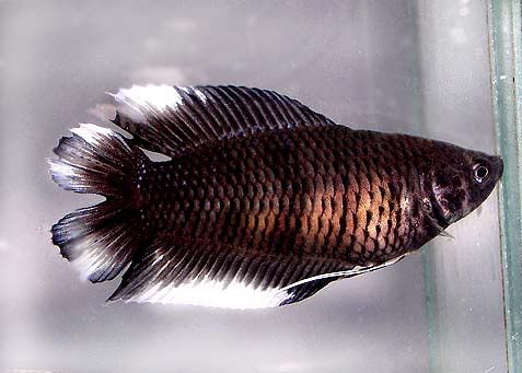 fwbettaswt1153397689.jpg