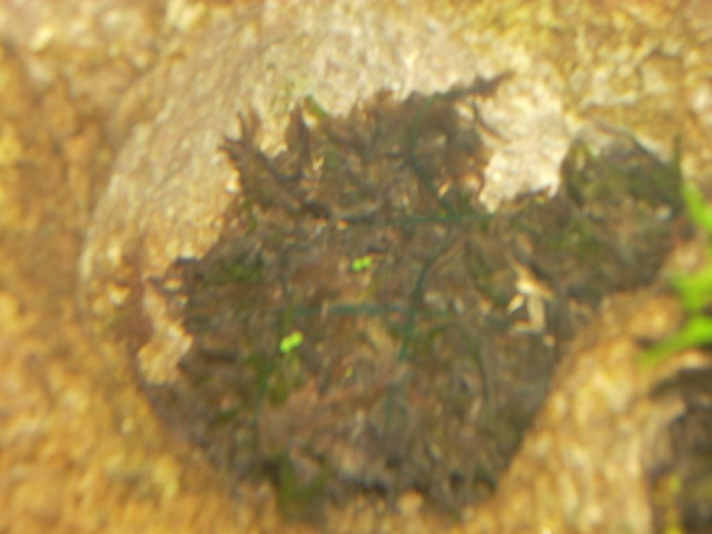 Pics034.jpg
