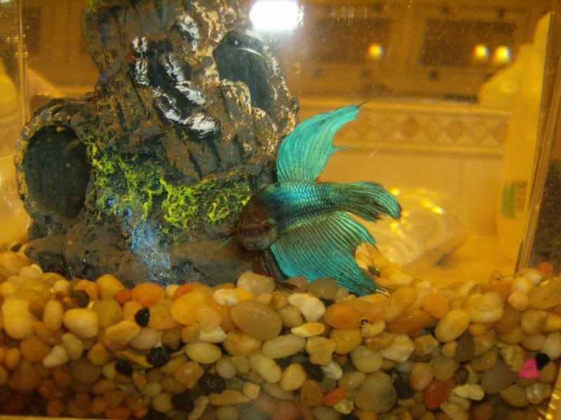 Fishies3017.jpg