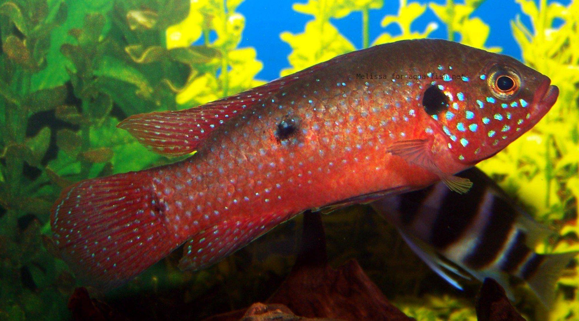 jewel-cichlid-1.jpg