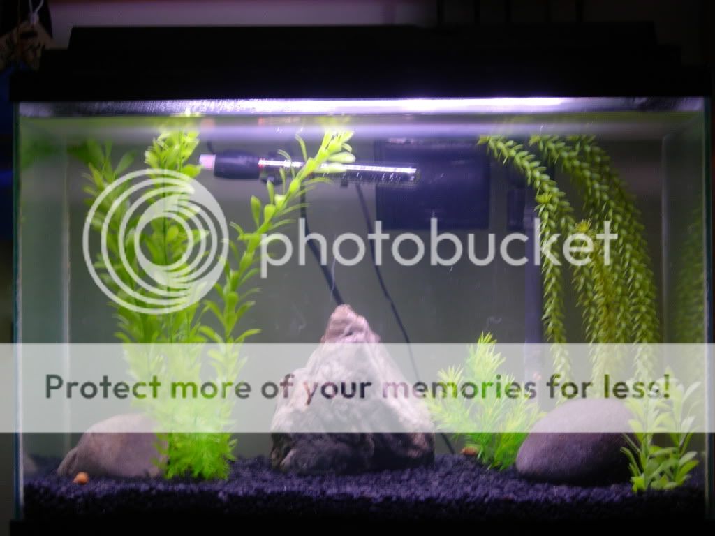 Fish009.jpg