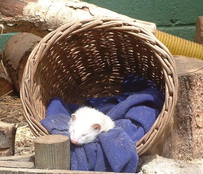 ferret.jpg