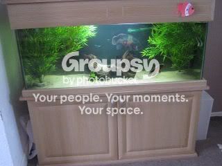 fishtank.jpg
