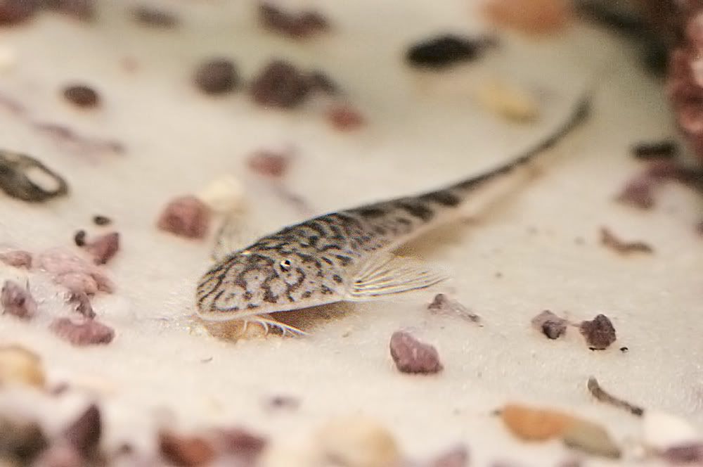 whiptail1.jpg
