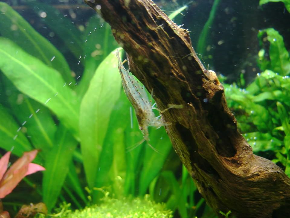 amanoshrimp.jpg