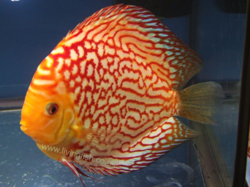 DSCF1527.jpg