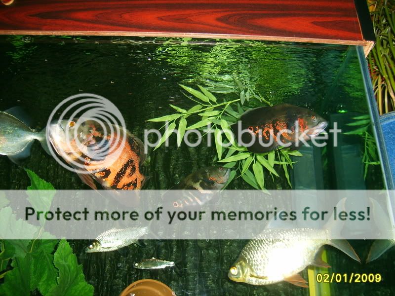 2009039.jpg