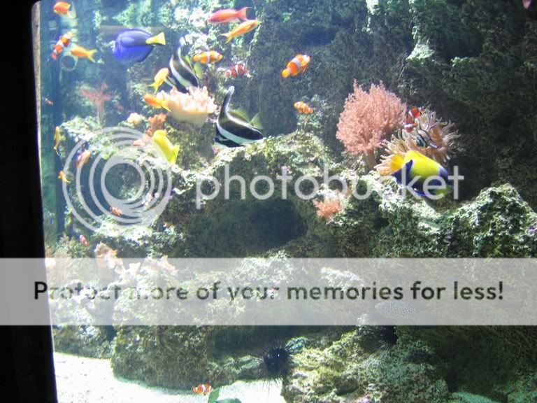 Reefness2.jpg