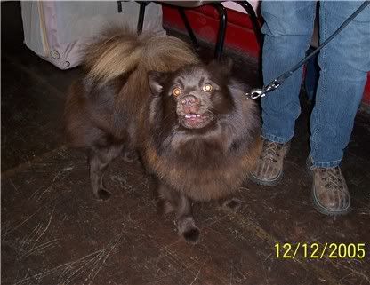 121205bear.jpg