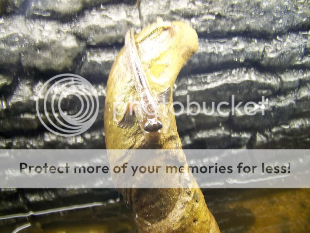100_11681.jpg