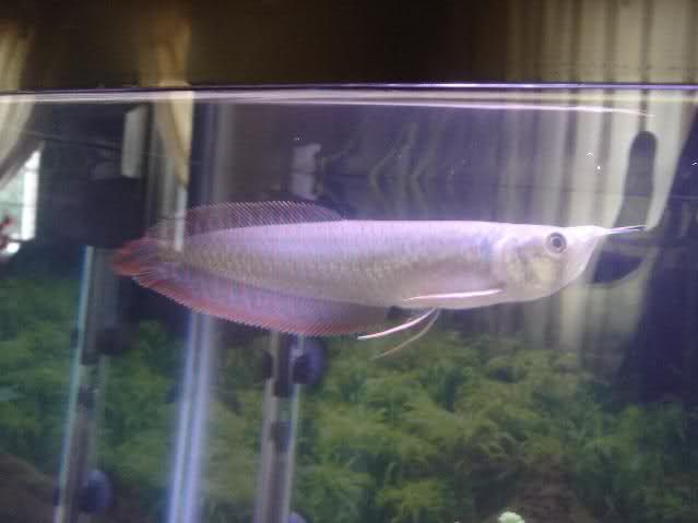 aro5.jpg