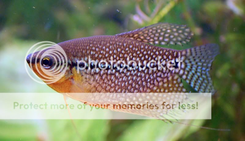 gourami_11.jpg