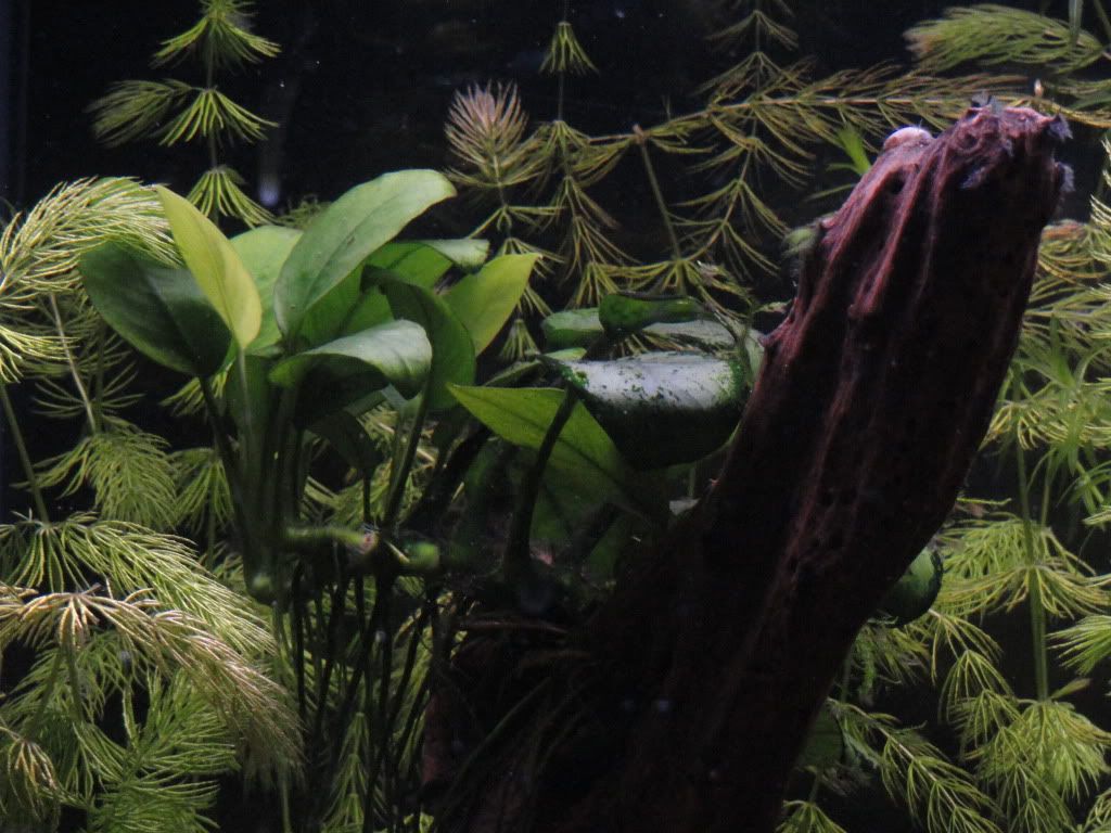 Fish023.jpg
