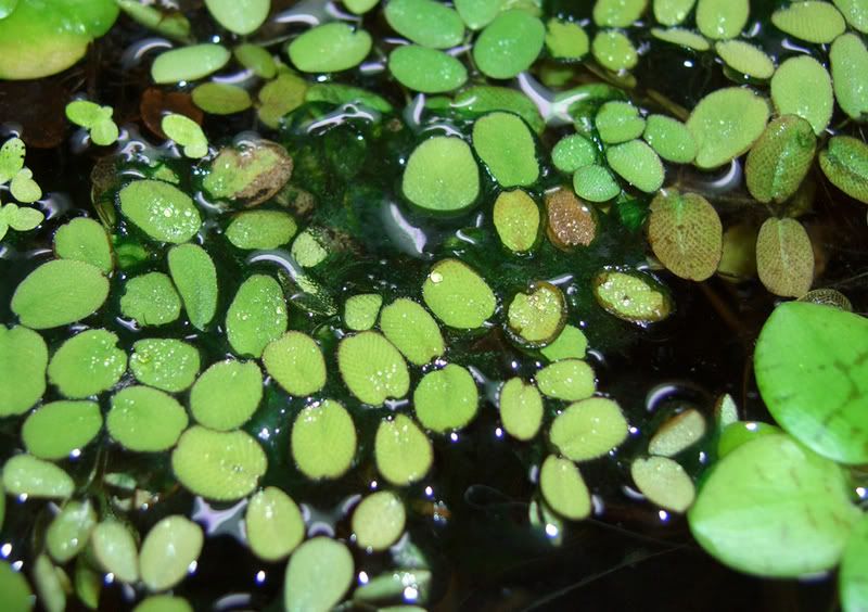 algae.jpg