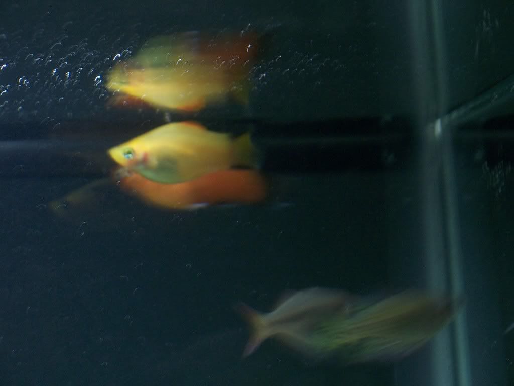 Kensfishes006.jpg