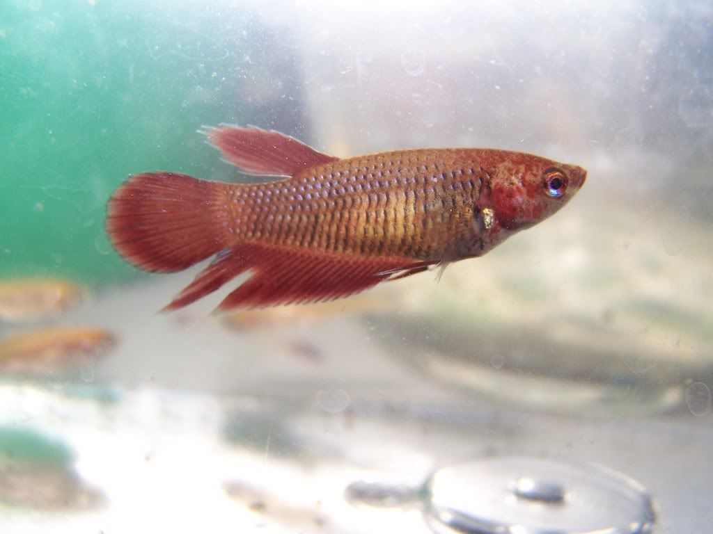 Gigety041.jpg