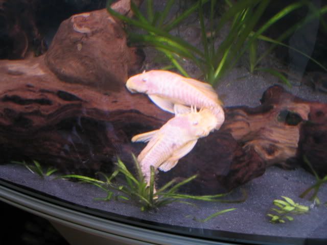 Plecs012.jpg