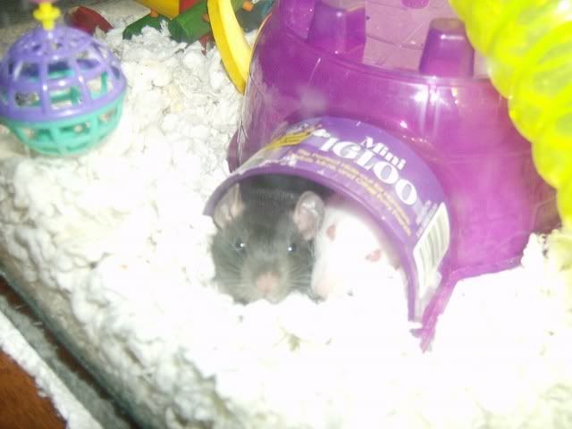 Rats017.jpg