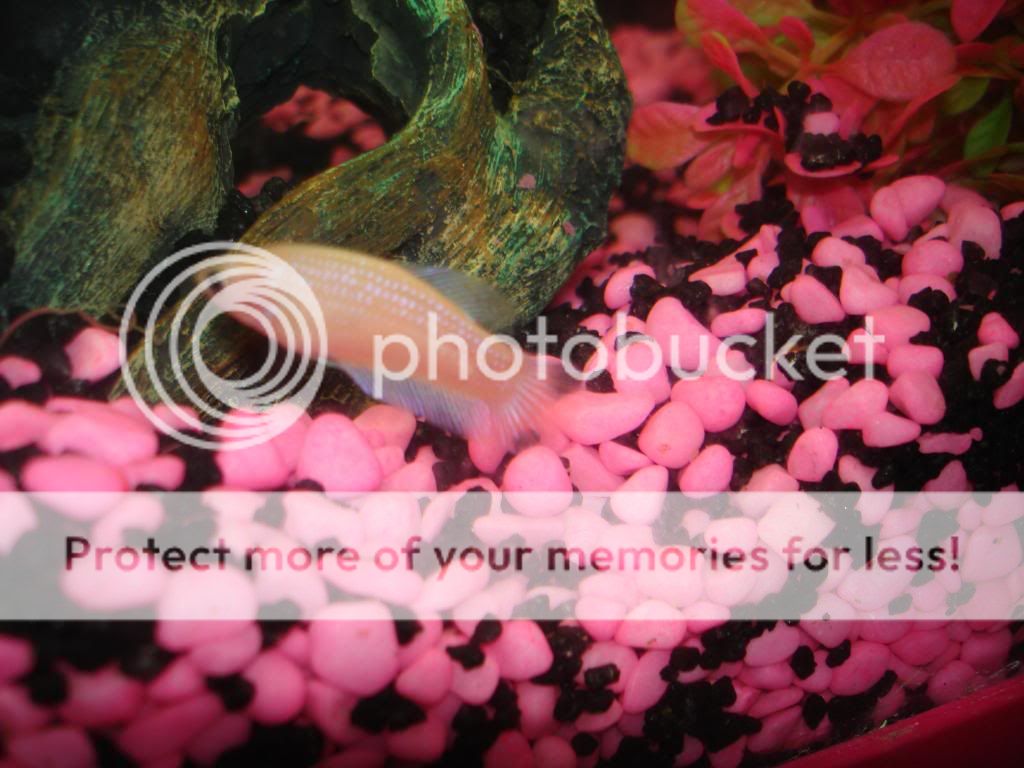 DSC03707.jpg