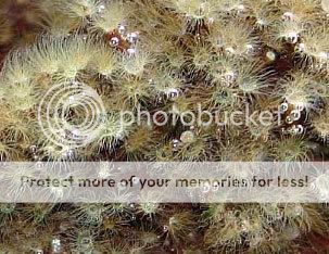 HydroidsAsm.jpg