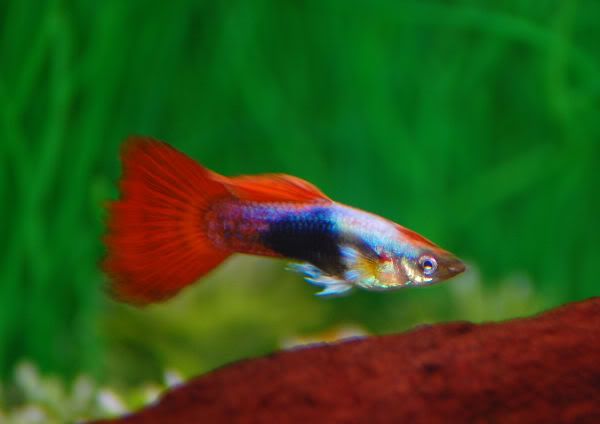 orange-guppy.jpg