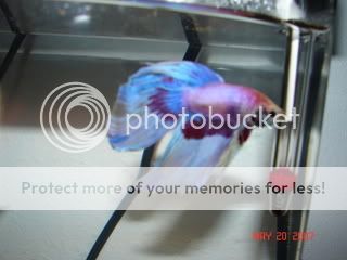 Betta003.jpg