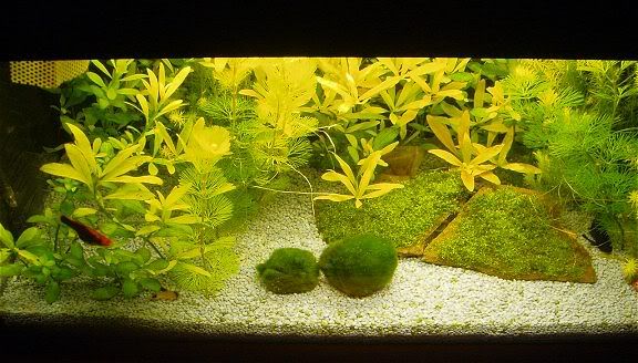 tank2.jpg