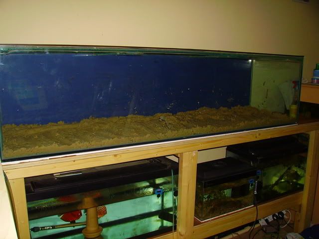 frontosa029.jpg