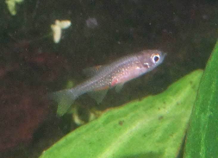 galaxa-rasboura.jpg