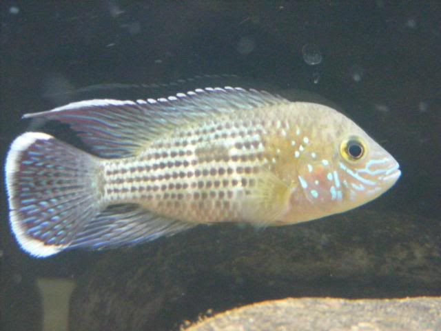 fryh009.jpg