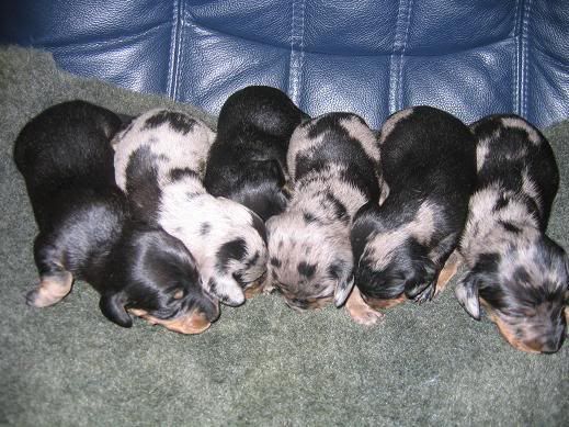 pups11days004.jpg
