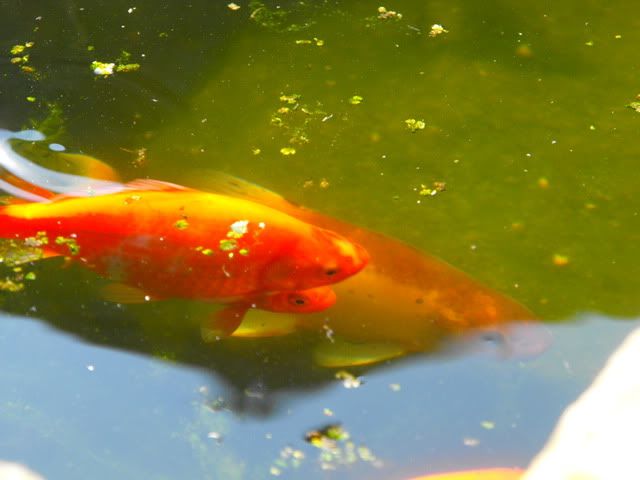 2010_0416pond0033.jpg