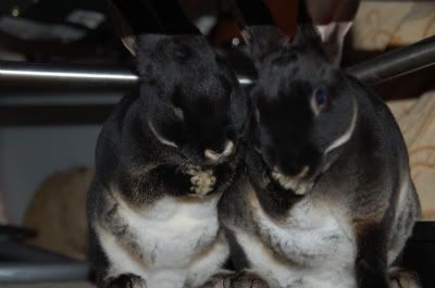 kittensandbunnies302.jpg