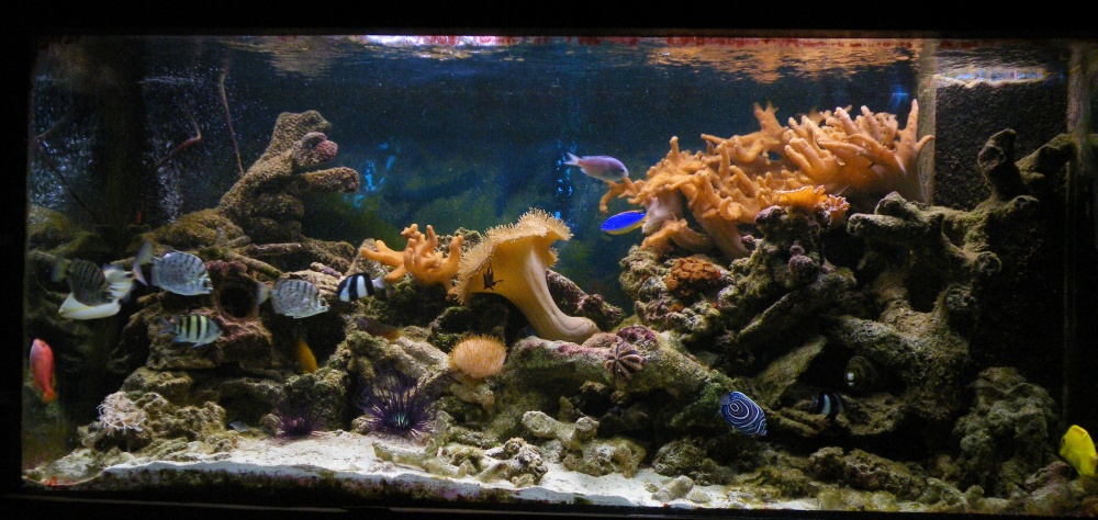 tank1.jpg