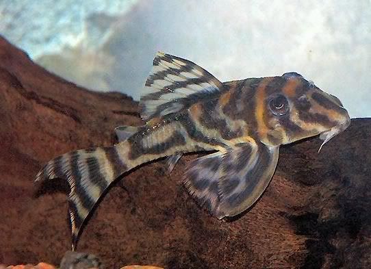 Catfish.jpg