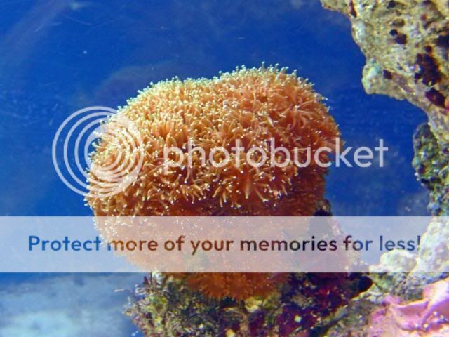 2009_0626Reef0136a.jpg
