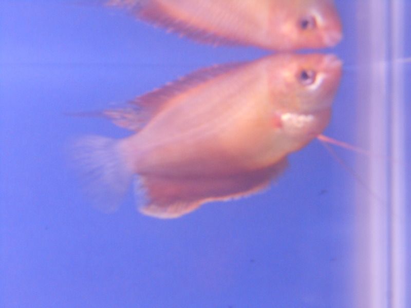 DSCN1531.jpg